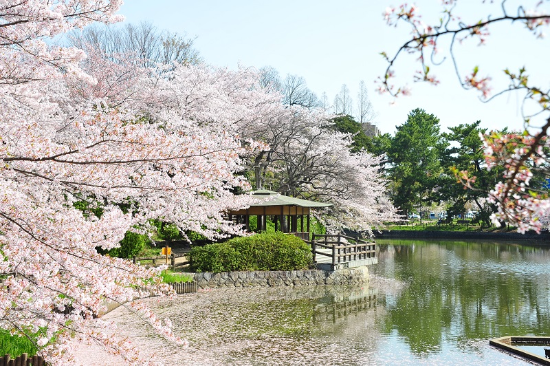 刈谷の桜まつり（西の名所、亀城公園）