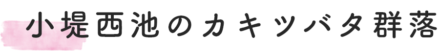 小堤西池のカキツバタ群落