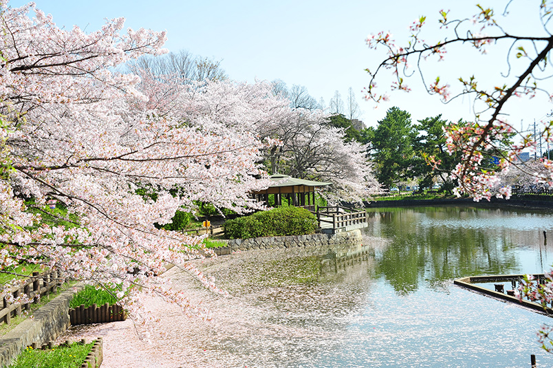 亀城公園の桜