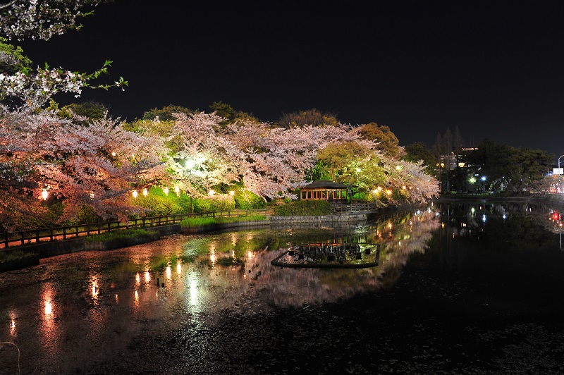 亀城公園の夜桜