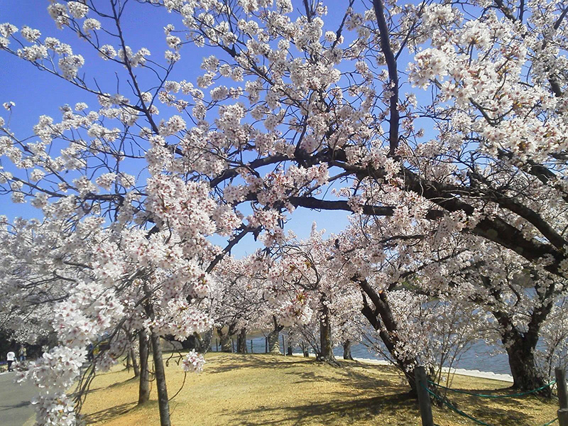 洲原公園の桜