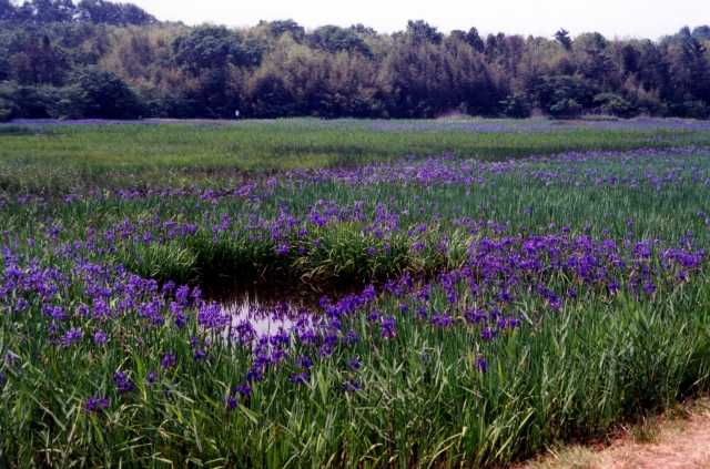 国の天然記念物　小堤西池のカキツバタ群落（日本三大カキツバタ自生地）