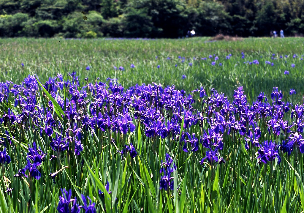 国の天然記念物 小堤西池のカキツバタ群落 日本三大カキツバタ自生地 いいじゃん刈谷 刈谷市観光協会公式ホームページ