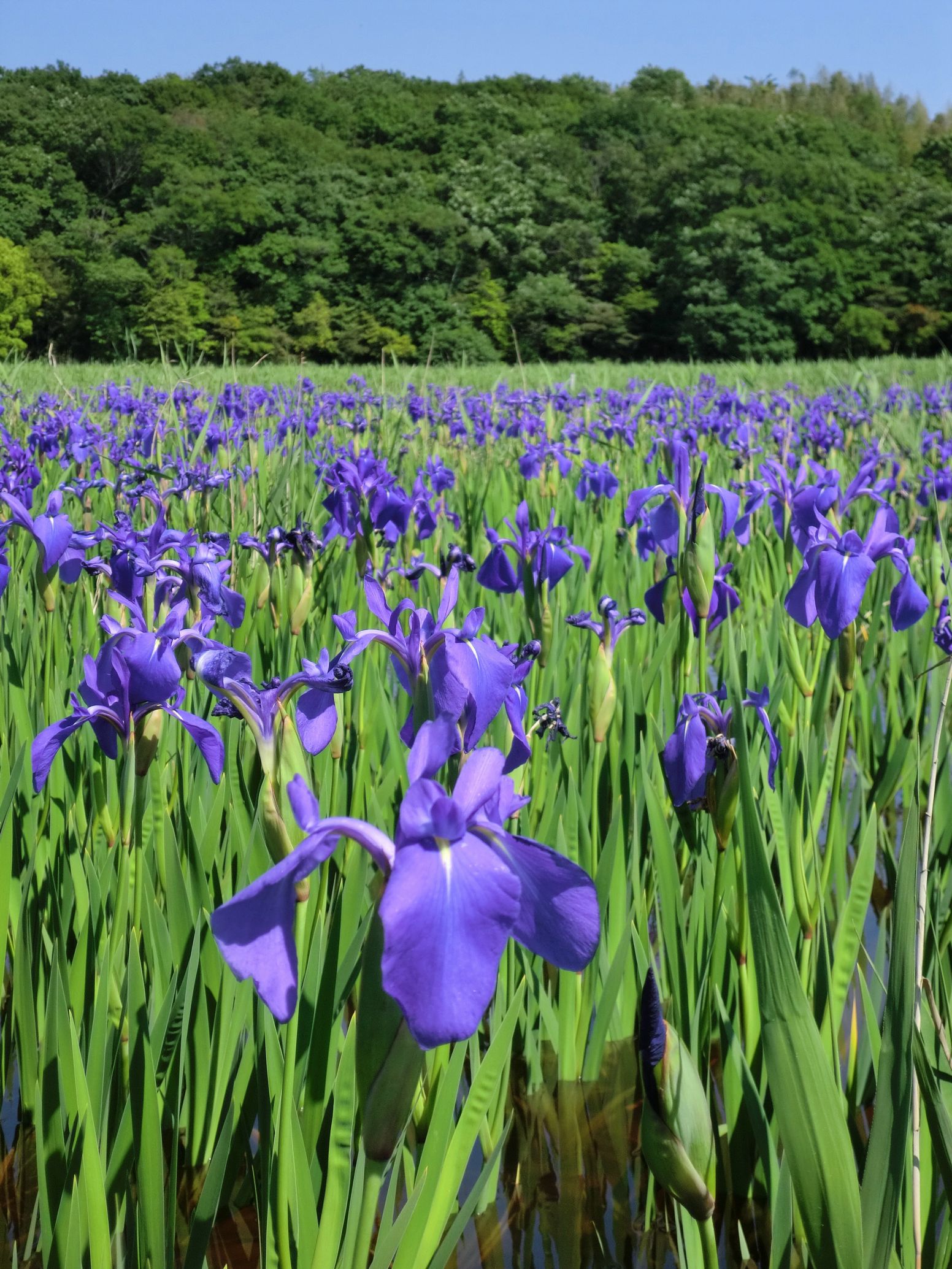 国の天然記念物 小堤西池のカキツバタ群落 日本三大カキツバタ自生地 いいじゃん刈谷 刈谷市観光協会公式ホームページ