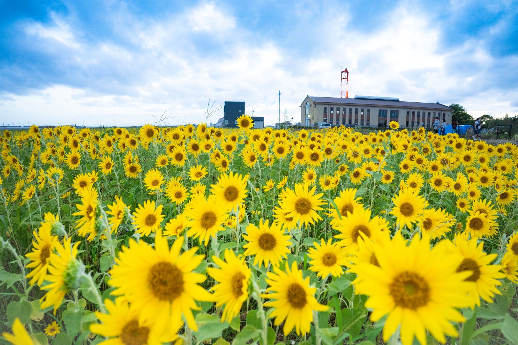 花の公園　フローラルガーデンよさみ