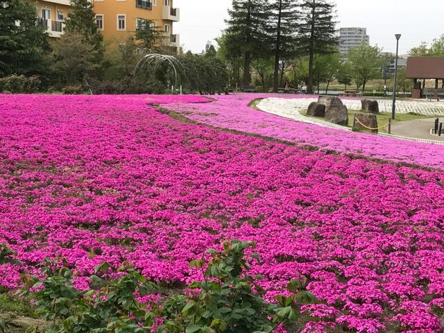 シバザクラ