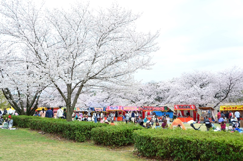 刈谷桜まつり 北の名所 洲原公園 いいじゃん刈谷 刈谷市観光協会公式ホームページ 刈谷桜まつり 北の名所 洲原公園 いいじゃん刈谷 刈谷市観光協会公式ホームページ