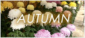 Autumn_on