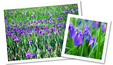 Field of Japanese Irises in Kozutsuminishi Pond